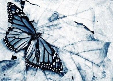 20061101233516-las-mariposas-heladas-de-magia